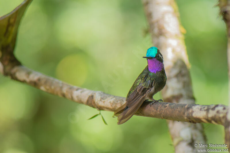 Purple-throated Mountaingem male