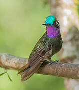 Purple-throated Mountaingem