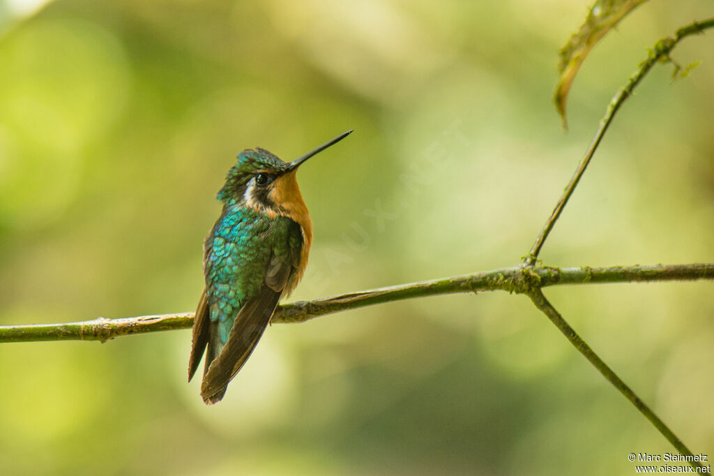 Colibri à gorge pourprée femelle