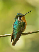 Colibri à gorge pourprée