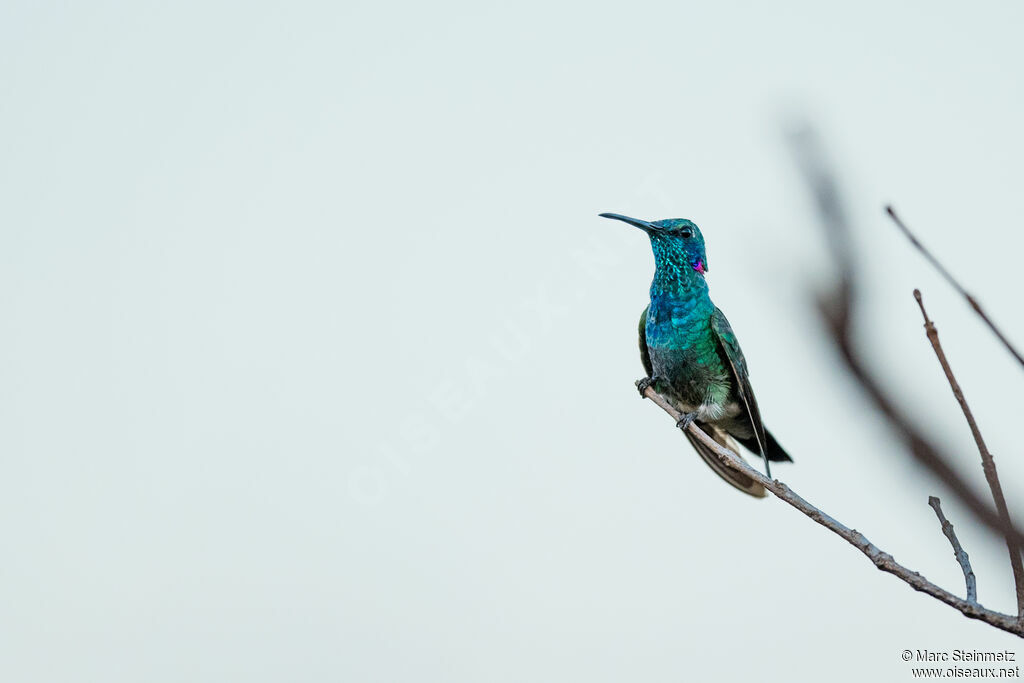 White-vented Violetear