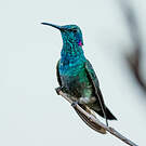 Colibri à ventre blanc