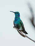 Colibri à ventre blanc