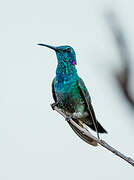 Colibri à ventre blanc