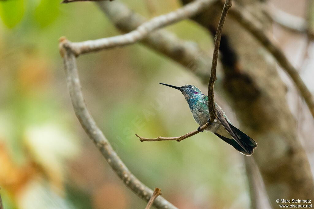 Colibri à ventre blanc