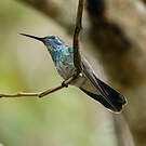 Colibri à ventre blanc