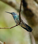 Colibri à ventre blanc