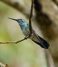 Colibri à ventre blanc