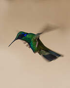 Sparkling Violetear