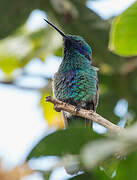 Sparkling Violetear