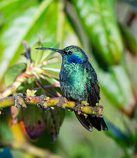 Colibri cyanote