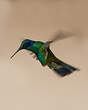 Colibri d'Anaïs