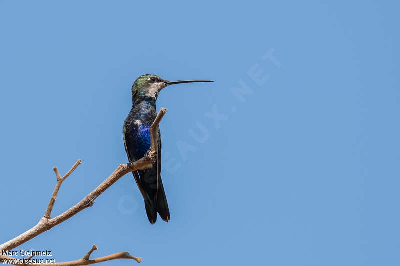 Blue-tufted Starthroat male subadult, identification