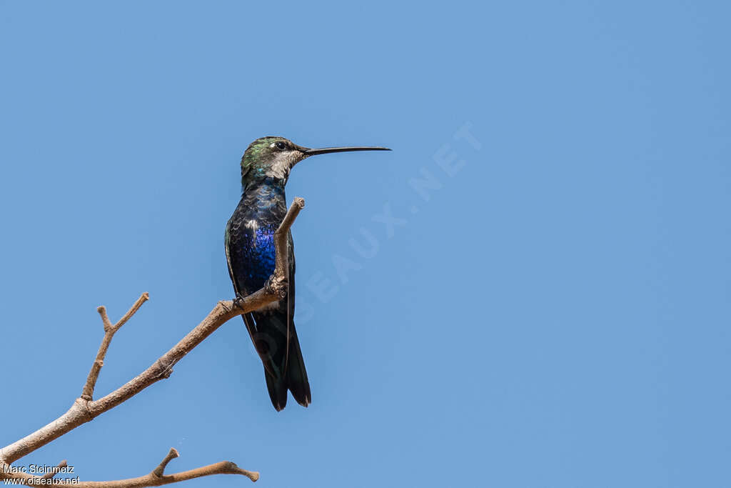 Colibri d'Angèle mâle subadulte, identification