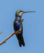 Blue-tufted Starthroat