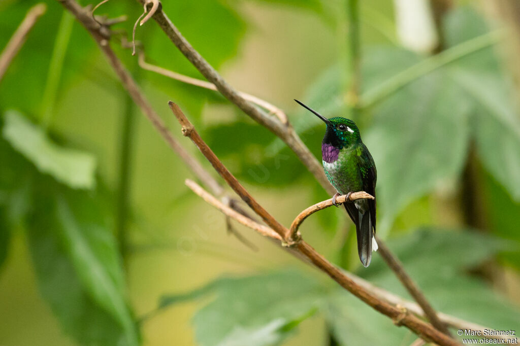 Purple-bibbed Whitetip male