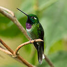 Colibri de Benjamin