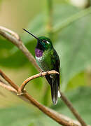 Purple-bibbed Whitetip