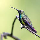Colibri de Buffon