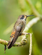 Colibri de Delphine