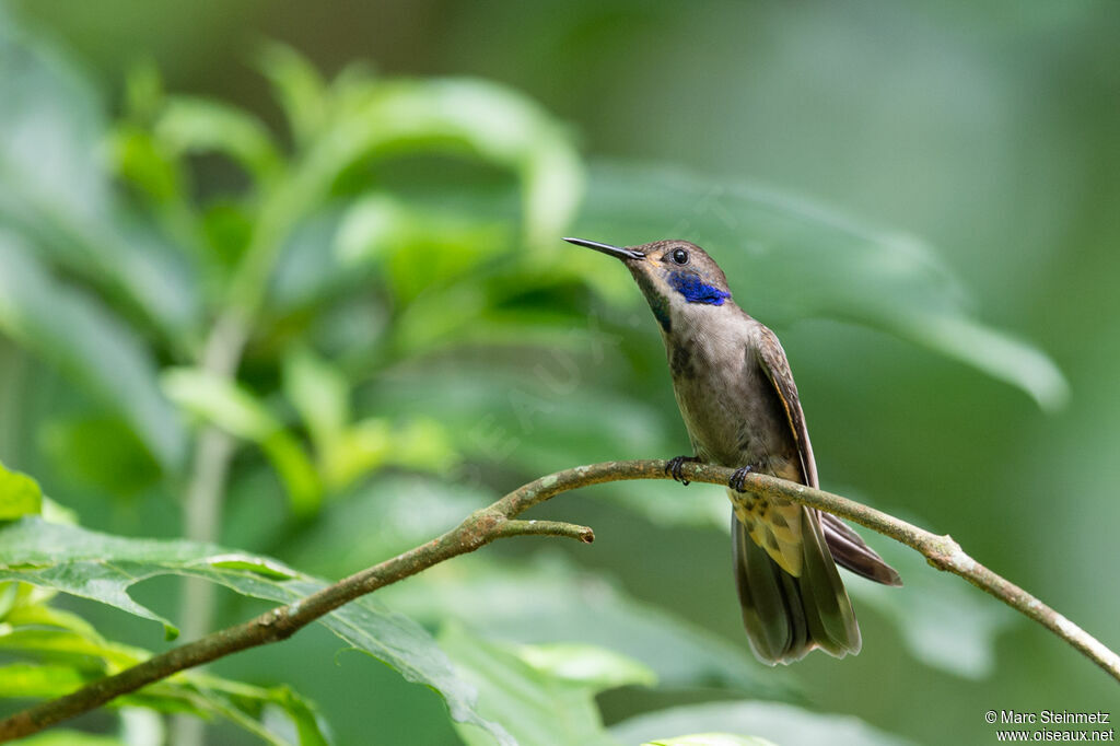 Colibri de Delphine