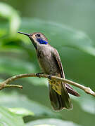 Brown Violetear