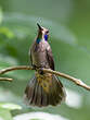 Colibri de Delphine