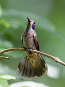 Brown Violetear