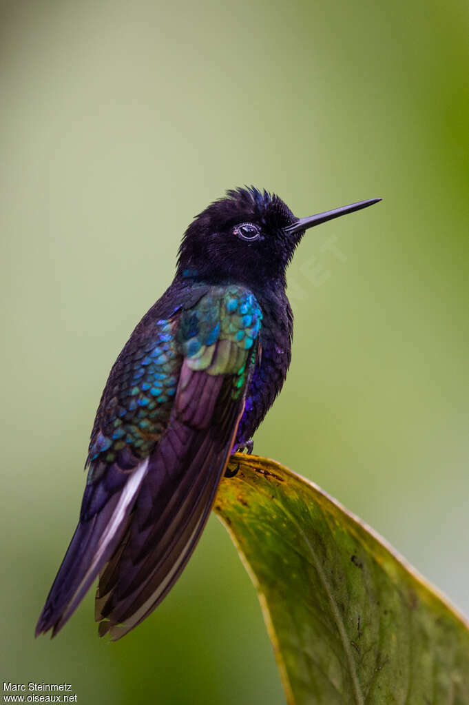 Velvet-purple Coronetadult, identification