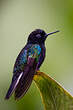 Colibri de Jardine