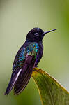 Colibri de Jardine