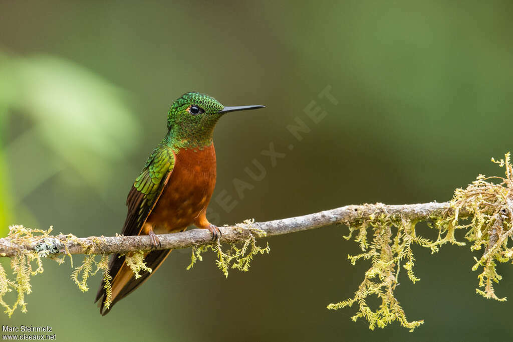 Chestnut-breasted Coronetadult, pigmentation