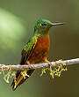 Colibri de Matthews