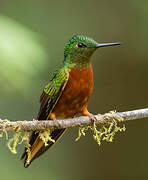 Chestnut-breasted Coronet