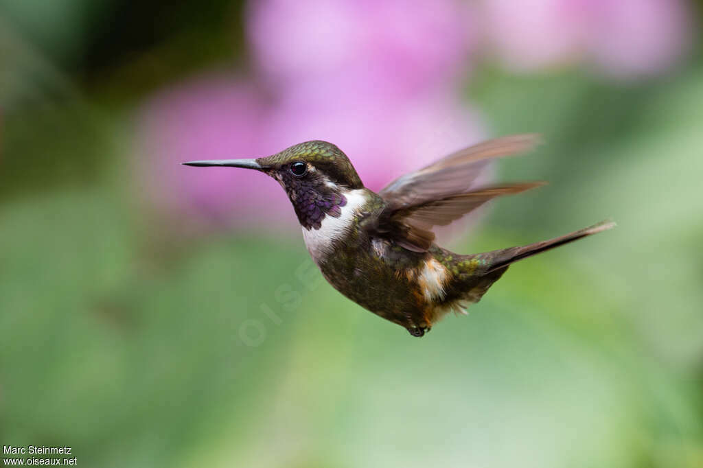 Colibri de Mitchell mâle adulte, Vol