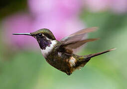 Purple-throated Woodstar