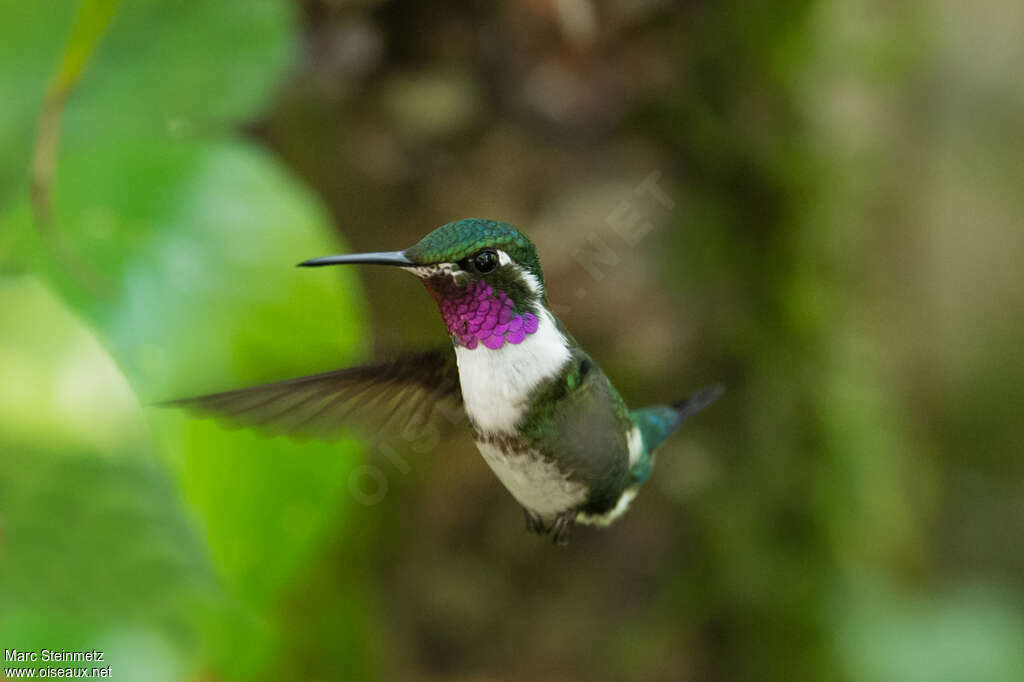 White-bellied Woodstar male adult, pigmentation, Flight