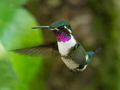 White-bellied Woodstar