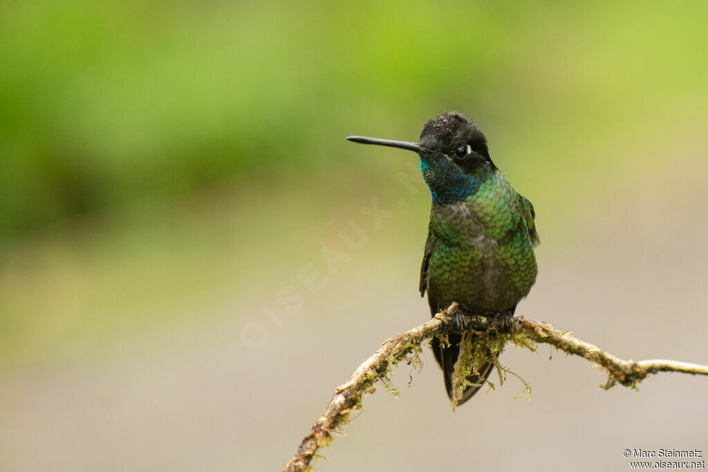 Colibri de Rivoli