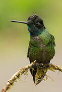 Rivoli's Hummingbird