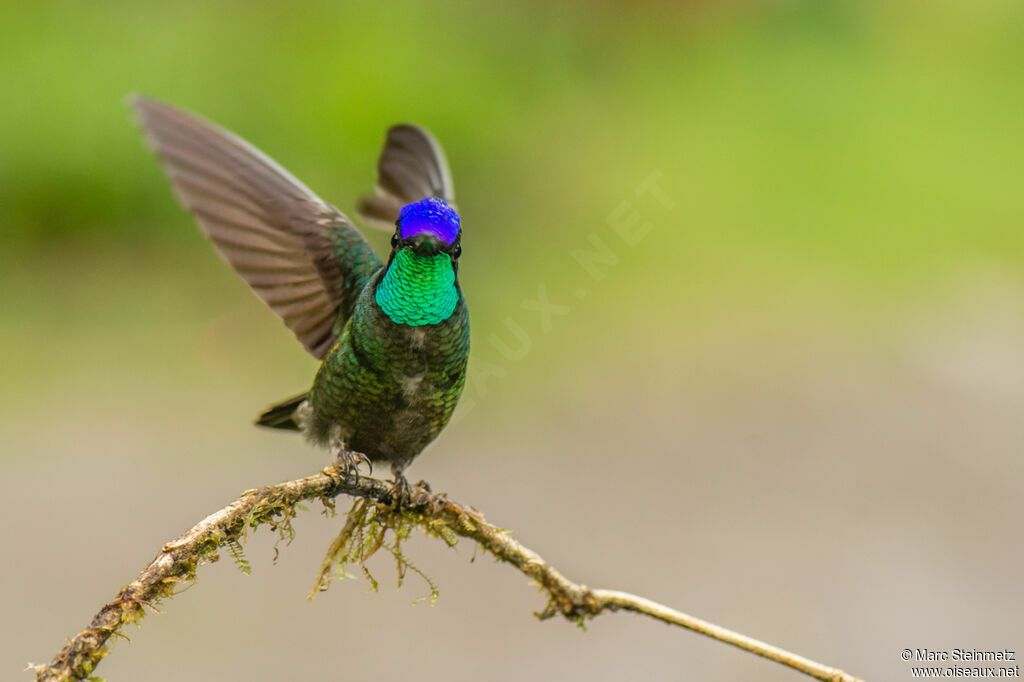 Colibri de Rivoli