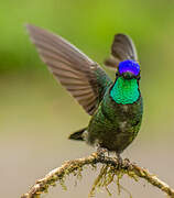 Rivoli's Hummingbird