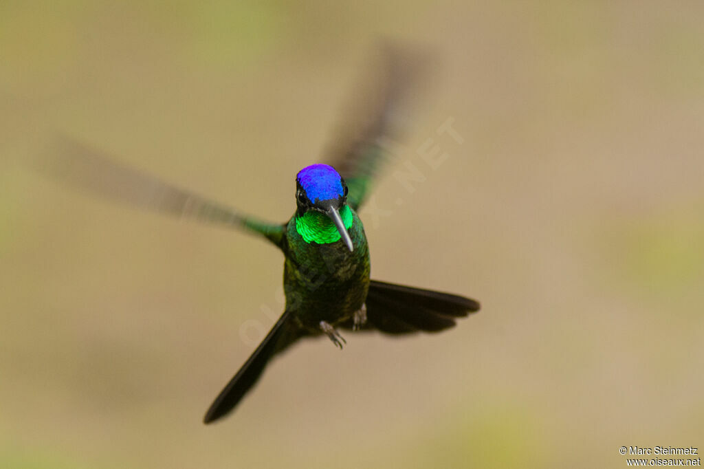 Rivoli's Hummingbird