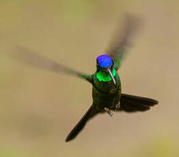 Colibri de Rivoli