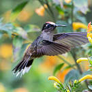 Colibri du Tolima