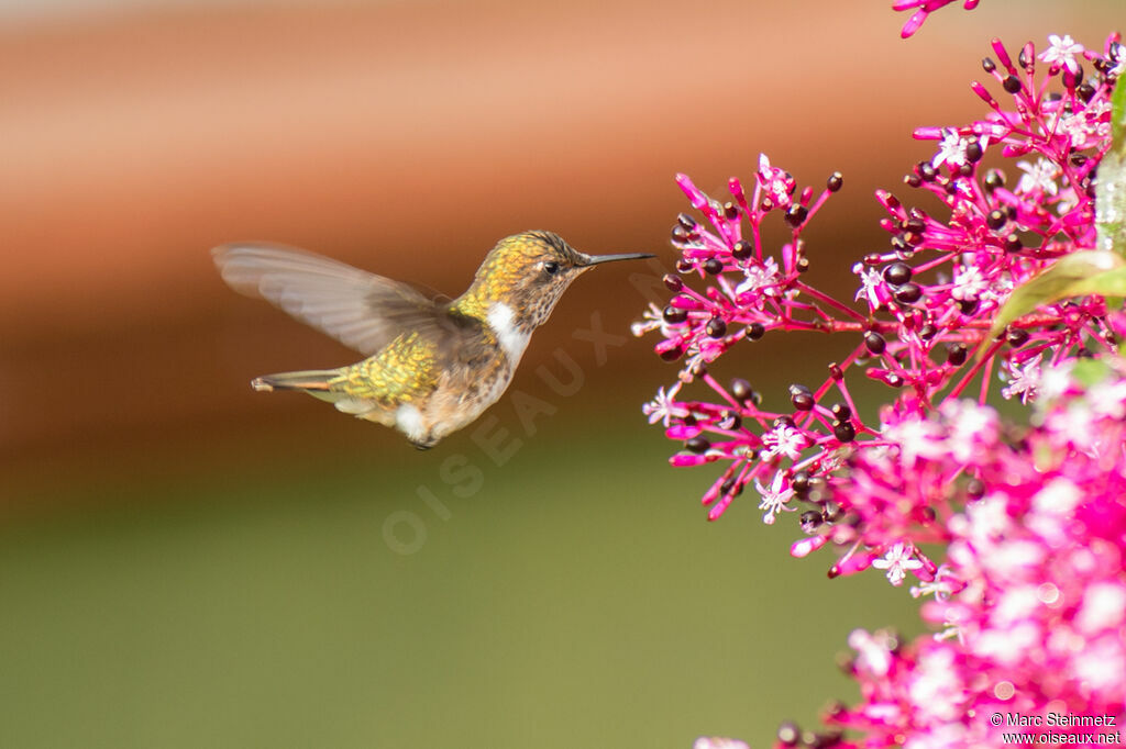 Colibri flammule