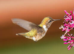 Colibri flammule