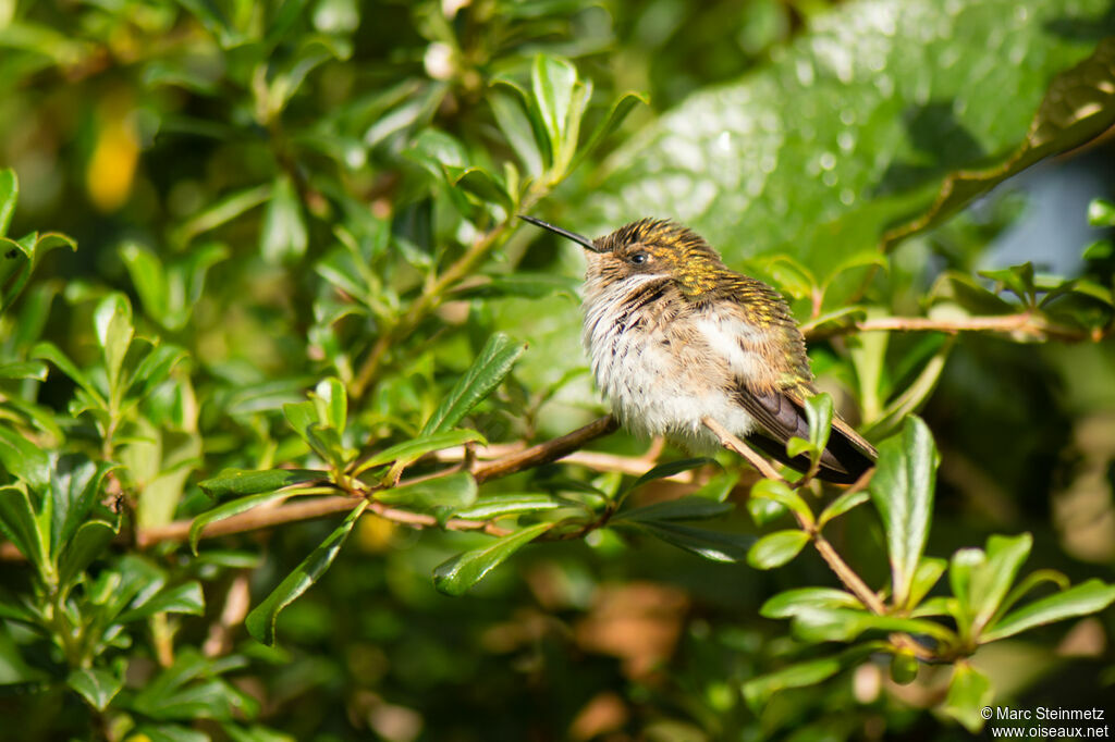 Volcano Hummingbird