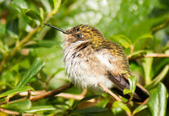 Colibri flammule