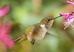 Volcano Hummingbird